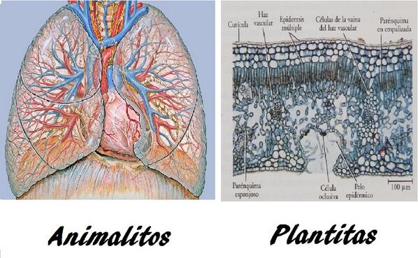 Moleculologo's tweet photo. Soy Biólogo, estudio animalitos y plantitas: http://t.co/OHNKWnvVda