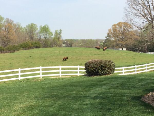 DaleJr's tweet image. Mornin. Here's a shot of the back yard. That's Laverne, Shirley, Flo, &amp;amp; Vera..named after 70s sitcom stars. #Buffalo