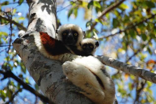 oneworld365's tweet photo. Volunteer with exotic wildlife in #Madagascar http://t.co/2BdAPxBx86 http://t.co/B8buHP4CIf