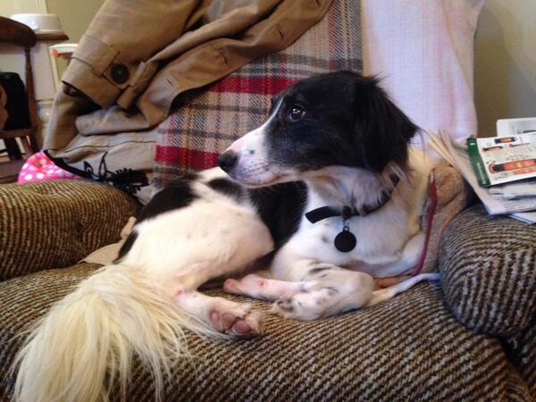 chrislindsay_'s tweet image. Please RT! Bonnie has been missing from Stranmillis since yesterday, family frantic with worry. She's chipped/tagged