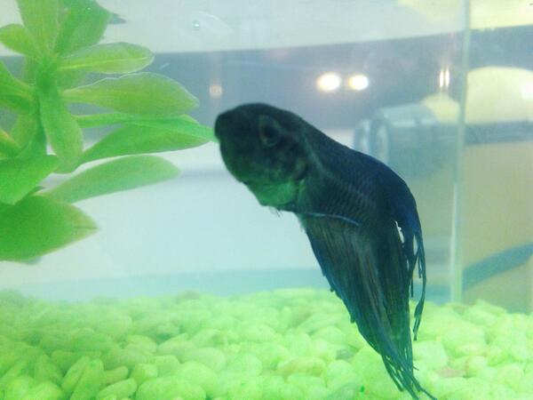IBATinyFish's tweet photo. #SelfieSunday http://t.co/T3N1FcsyUK