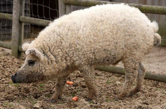 "@Marniquenel9:There's a rare breed of pigs that looks like sheep. " hahahaha dis teveel vir my!!!" HAHAHAHAHAHA!!!