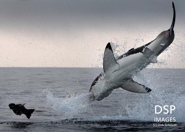 divefinatic's tweet photo. Happy #SharkSunday! Today's spectacular GW comes to you from Dirk Schmidt @WhiteSharkAdv #magnificent #savesharks http://t.co/6VKKUOsaoG