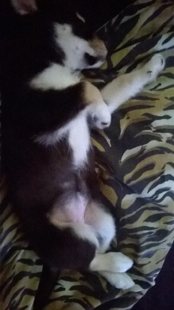Cheatingwhore94's tweet photo. My beautiful baby girl summer love her to bits :) http://t.co/HKzqL8UtTK