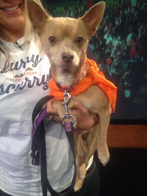 Adorable!Meet 'Mr!' 9yrold chihuahua mix from @DDFL Don't forget the #FurryScurry is next Sat! ddfl.org