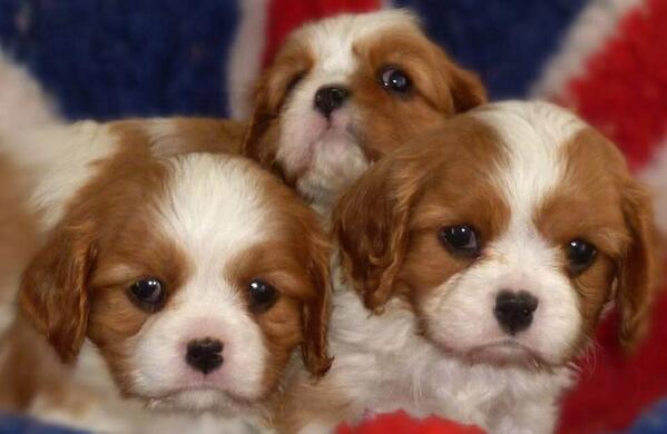Favorite Pics: Triple Treat | #dogs    [4c126]
