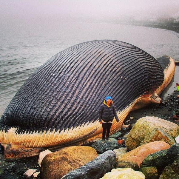 Jodi Cooke (@jodicookeskis) on Twitter photo its all about perspective.gr8 shot by my friend Jonny Patten in Corner Brook. <a href="/SamWhiffen/">Sam Whiffen 🥱</a> is this a blue or humpback? its all about perspective.gr8 shot by my friend Jonny Patten in Corner Brook. <a href="/SamWhiffen/">Sam Whiffen 🥱</a> is this a blue or humpback?