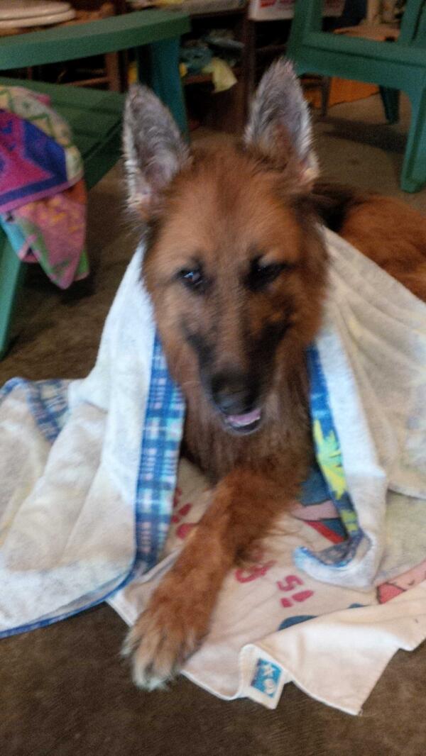 lisahayes4's tweet photo. My lil bathing beauty :) #bathtimecutie http://t.co/Nmzw3DKogB