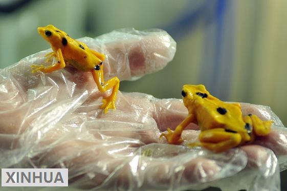 Buenas noticias; se revierte condena a la extinción. Nacen 50 nuevas ranitas doradas. prensa.com/impreso/nacion…