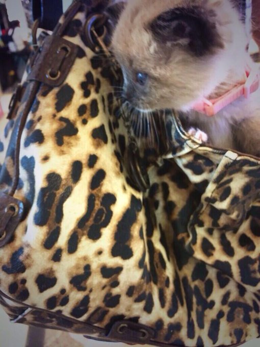 Look at this cutie :) http://t.co/wrQhHLD5TP<a href="/tag/hungover"class="tags"><span>#hungover</span></a>