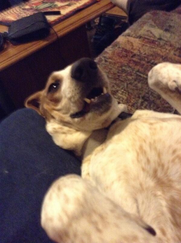 mattblue6's tweet photo. #petselfie http://t.co/uYeuizfTdW
