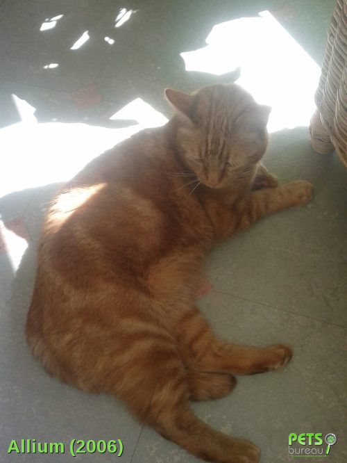 Pingoo_The_Cat's tweet image. #MISSING #Cat - Allium- from #Hampshire #GU52 See details here: j.mp/1iqQ5yQ #HelpFindThem #lost #cats