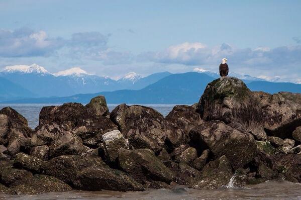 WhyGeePhoto's tweet image. #Vancouver highlight: Bald #Eagle and white-capped mountains seen off of a whale-watching boat. Straight of Georgia