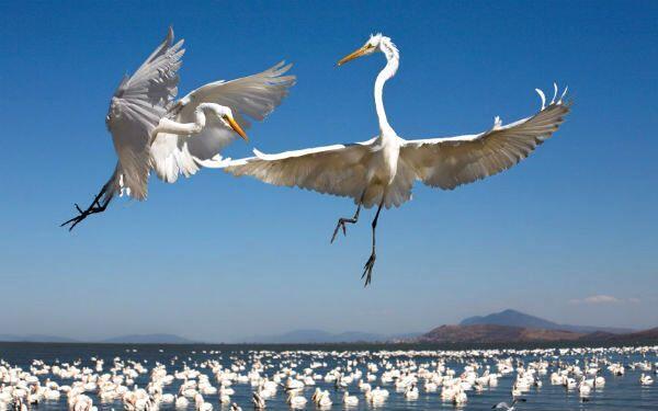 ayudaanimales2's tweet photo. Estos "karatecas" se los encontro un fotógrafo australiano en un lago. http://t.co/cSrbt0GJub