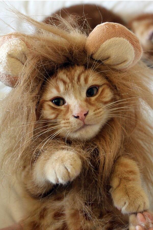 AnimalesPeques_'s tweet photo. http://t.co/9ZFy3p5W24