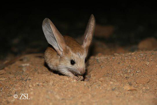 Rubiu5's tweet image. ESTE ES. ESTE ES EL ANIMAL QUE DECIA :D #JerbosPower