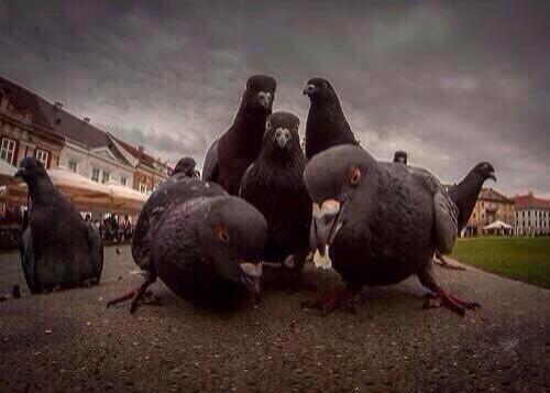 Males_Thoughts's tweet photo. Why do these pigeons look like they're bout to drop the hottest album of 2014 http://t.co/9ZOJv2NwJx