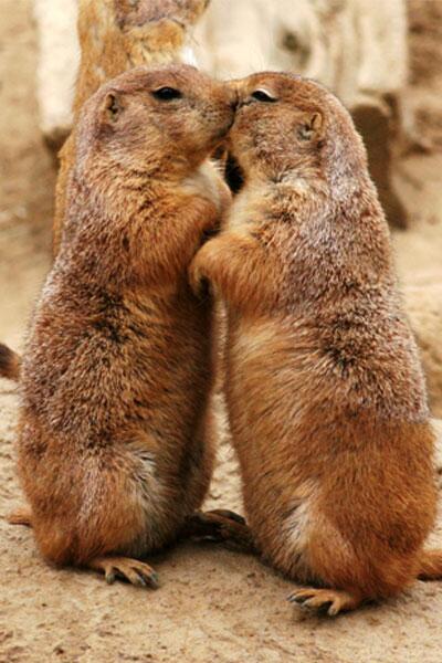 WhatTheFFacts's tweet photo. Prairie Dogs Give a Little Tongue to Say Hello. http://t.co/Vfh9F5i23X