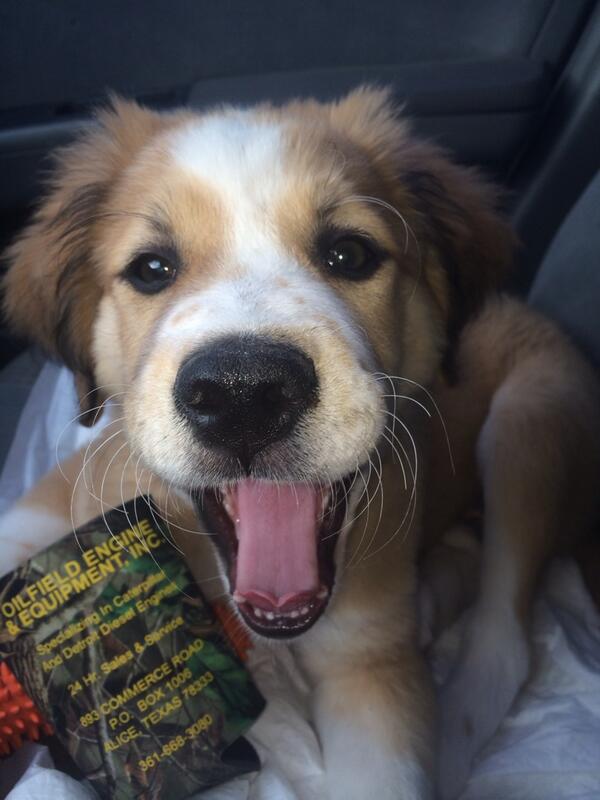kacrenee's tweet photo. My baby bear boy!!!! http://t.co/u9reX9iFVD