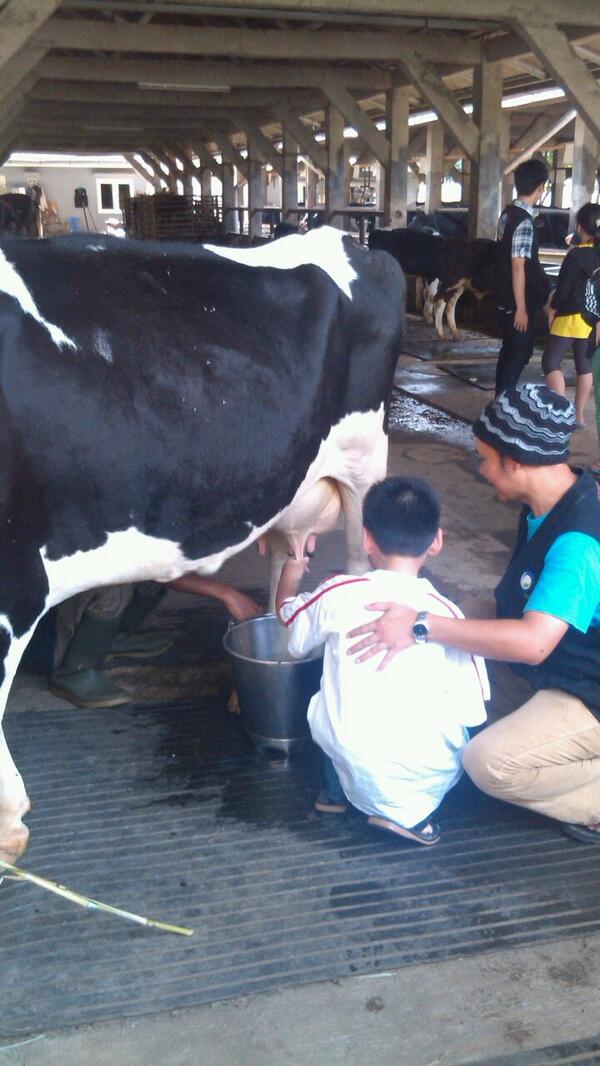 Paket Wisata edukasi sapi perah free goody bag yougurt, fresh milk
