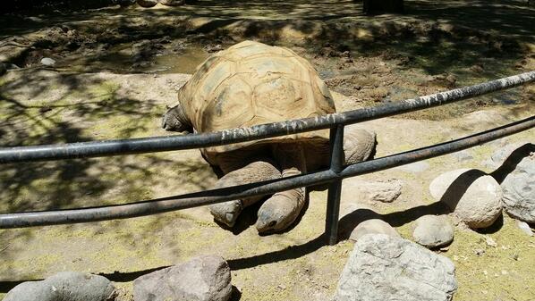 EnterChaos's tweet image. Galapagos tortoise