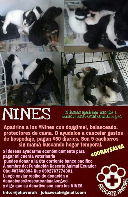 DivergenteEc's tweet photo. Apadrina a #LosNines Necesitan donaciones para pagar hospedaje, balanceado, doggimel etc @RescateAnimalEC http://t.co/mh4seH8xdC