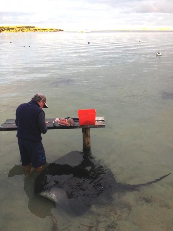 MargaretRiver's tweet photo. Oh hey there human... save me some leftovers! #augusta #friendlywildlife #margaretriver http://t.co/HYJqxdY5pP