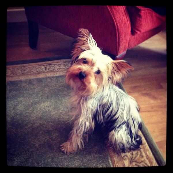 OfficialYorkies's tweet photo. Me posing for mammy :) http://t.co/tWVrDYvUKa