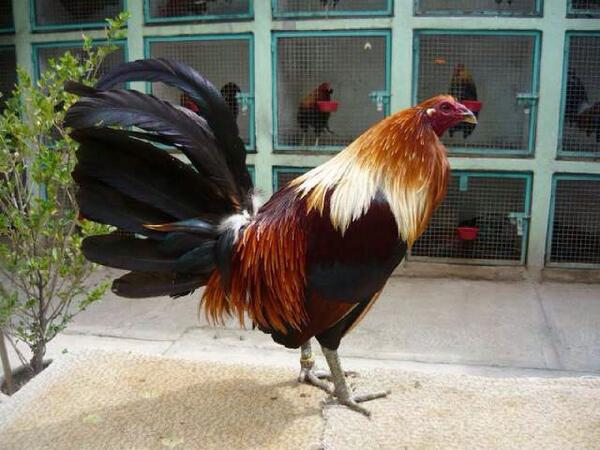 Randy (@randyautodrezz) on Twitter photo 