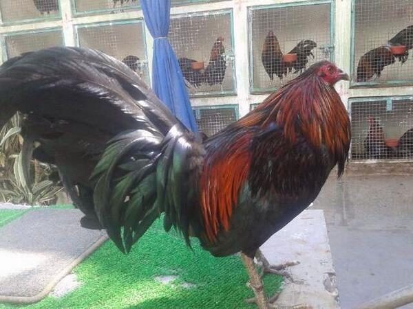 Randy (@randyautodrezz) on Twitter photo 