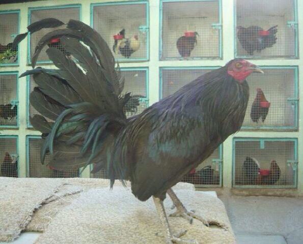 Randy (@randyautodrezz) on Twitter photo 