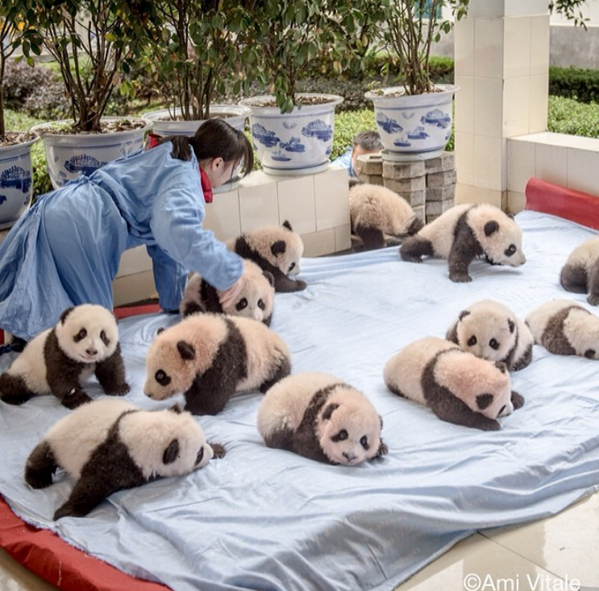 It's a drizzly Monday.... But look at all of these baby pandas! #MondayBluesNoMore