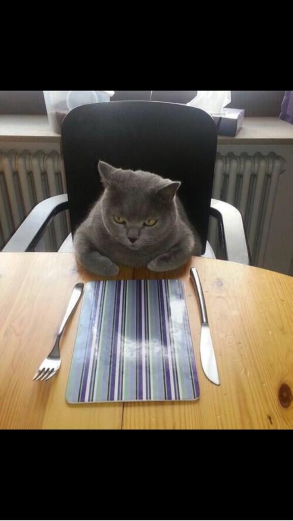 joumanak's tweet photo. @hannahkanjou @WafaK  this is how I imagine @AliCosmetics cat is served lol http://t.co/OvAYSXem7c