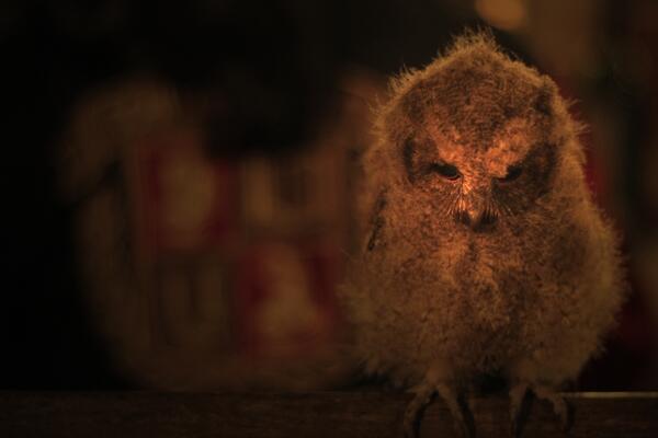 “<a href="/SchitzoAcademy/">Schitzo Academy</a>: Whoops ! our new varsities of <a href="/SchitzoAcademy/">Schitzo Academy</a> are coming ! ”