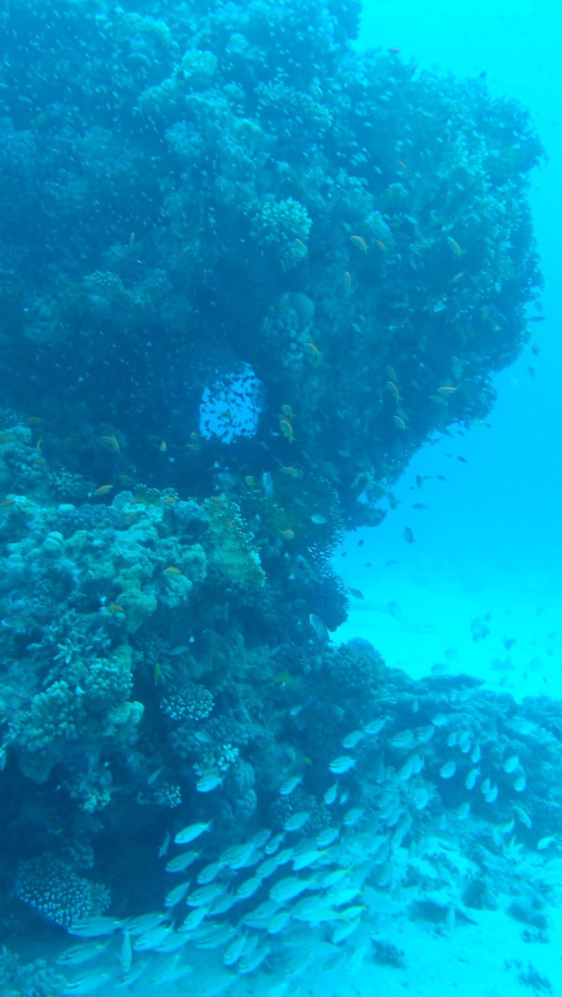 Octopus Diving Cente (Octopus_Diving) / Twitter