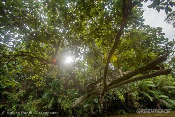 BureauTij's tweet image. #goednieuws APP to protect and restore 1 million hecares of forest |act.gp/1nUqk9u    #campaignwin