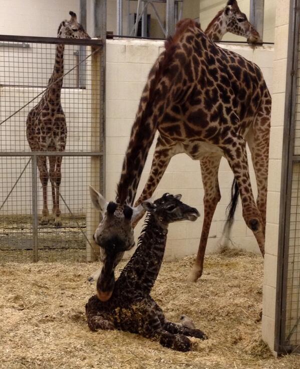 Как рожают жирафы. Рождение жирафа. Жираф роды. Жираф рожает. Жирафа рожает.