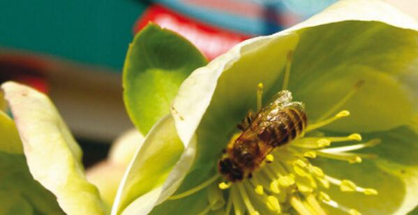 Un Eden tossico: veleni killer per le api anche nel tuo giardino! Leggi qui ► bit.ly/1rE7eXs #SOSapi