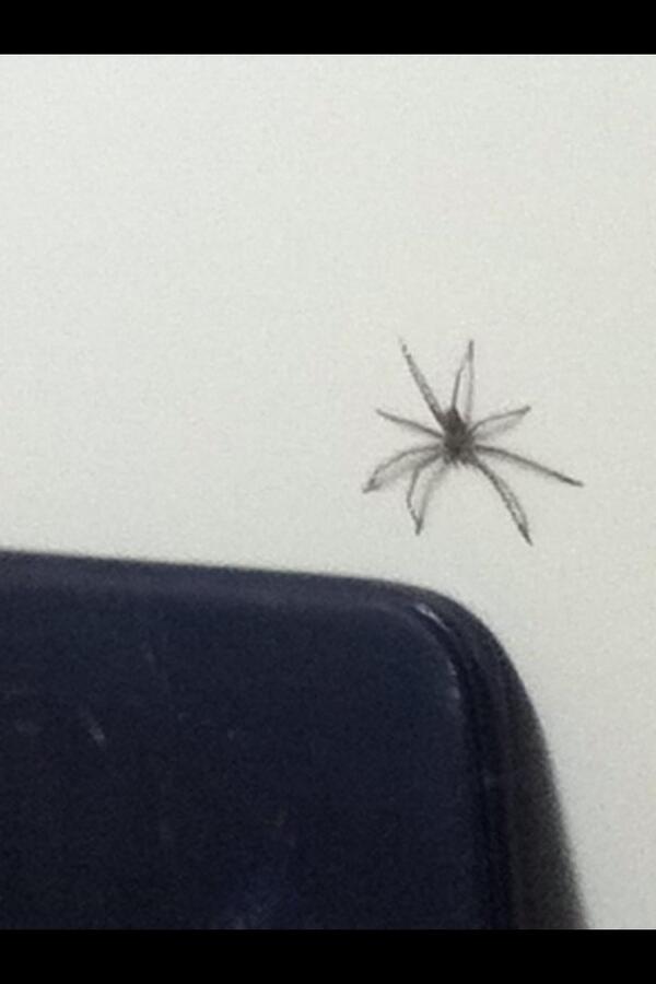 Kilometer Steil montieren does deodorant kill spiders diese Verdienen Paar