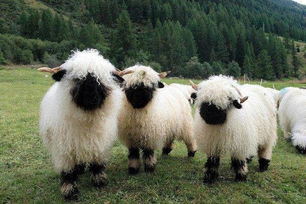 How cute are these !!!