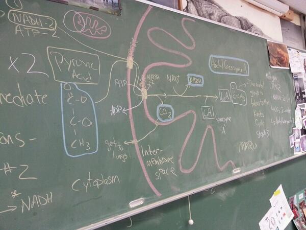 MrP_Bio's tweet image. #bio30 setup 2 "intermediate reactions" #chalkrules
