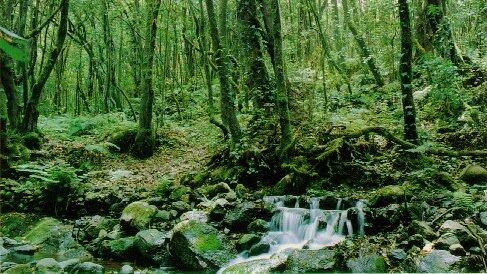 albadpl's tweet photo. @KQEDedspace  National Park 'Garajonay' La Gomera, Canary Islands #DoNowGreen #DoNow_urjc http://t.co/U3ctV398p6