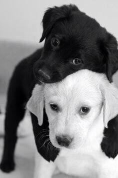 AnimalesPeques_'s tweet photo. http://t.co/kTUOrdhP7m