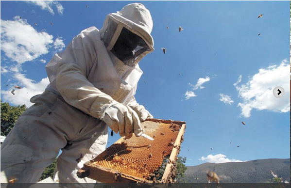ApiEcologica's tweet photo. El origen de la #miel, trabajo de flor en flor http://t.co/evApB3buB7 http://t.co/Ft7FmlT6V7