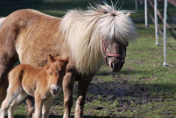 PonyDynasty's tweet photo. @klgandhoda a miracle of birth that happened in a pasture overnight through the devastating storms of Fri night VA http://t.co/8Ky9U5KMgX