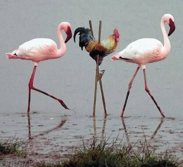 C'est l'histoire d'un coq qui voulait se faire flamand rose ... #achacunsabeauté