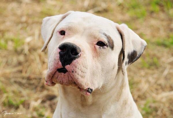 ElAlmadeDogo's tweet photo. Tucumàn: #DogoArgentino maschio, 2 anni a catena, ora in #adozione. ottimo carattere, é a PT. elalma@hotmail.it http://t.co/OrmihM1HmC