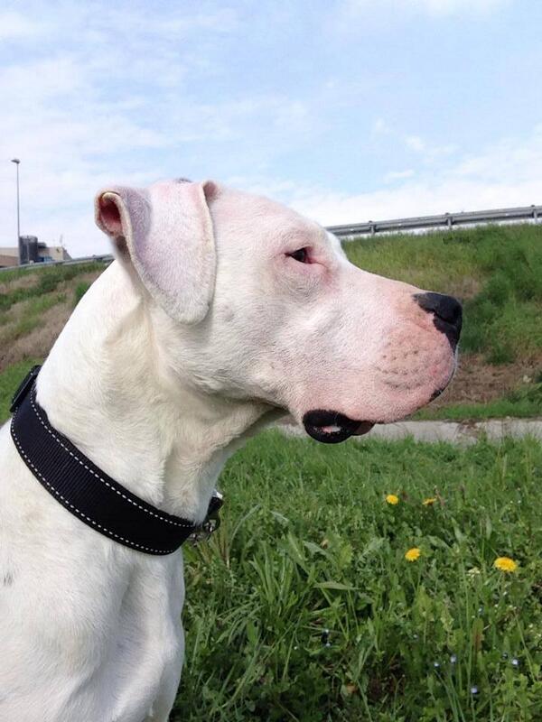 ElAlmadeDogo's tweet photo. Locrera: #DogoArgentino femmina, 18 mesi, salvata da una perrera, ora in #adozione. Si trova a PD. elalma@hotmail.it http://t.co/7On60pmVqg