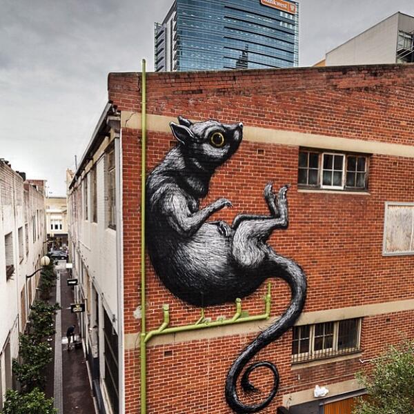 streetartnews's tweet image. ROA New Mural - Perth, Australia (Part II) #streetart streetartne.ws/1r87