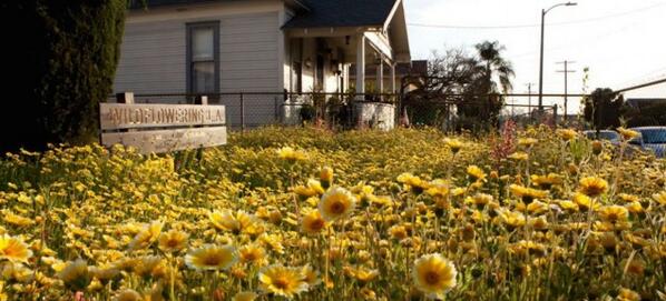 How an artist blanketed Los Angeles in wildflowers gizmo.do/3hJ27EY